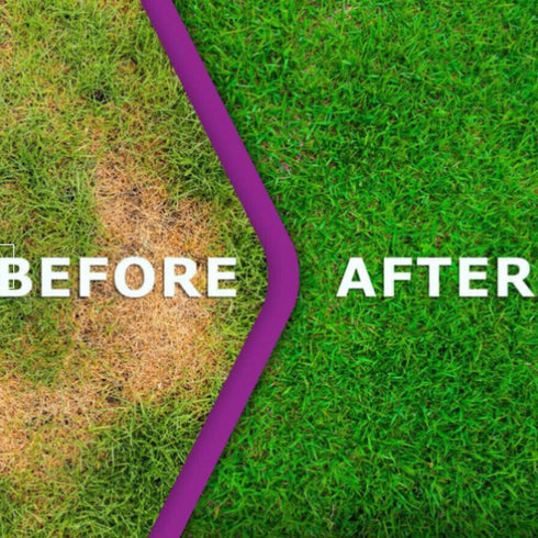 ZERO LAWN LIQUID MOSS KILLER  10LT